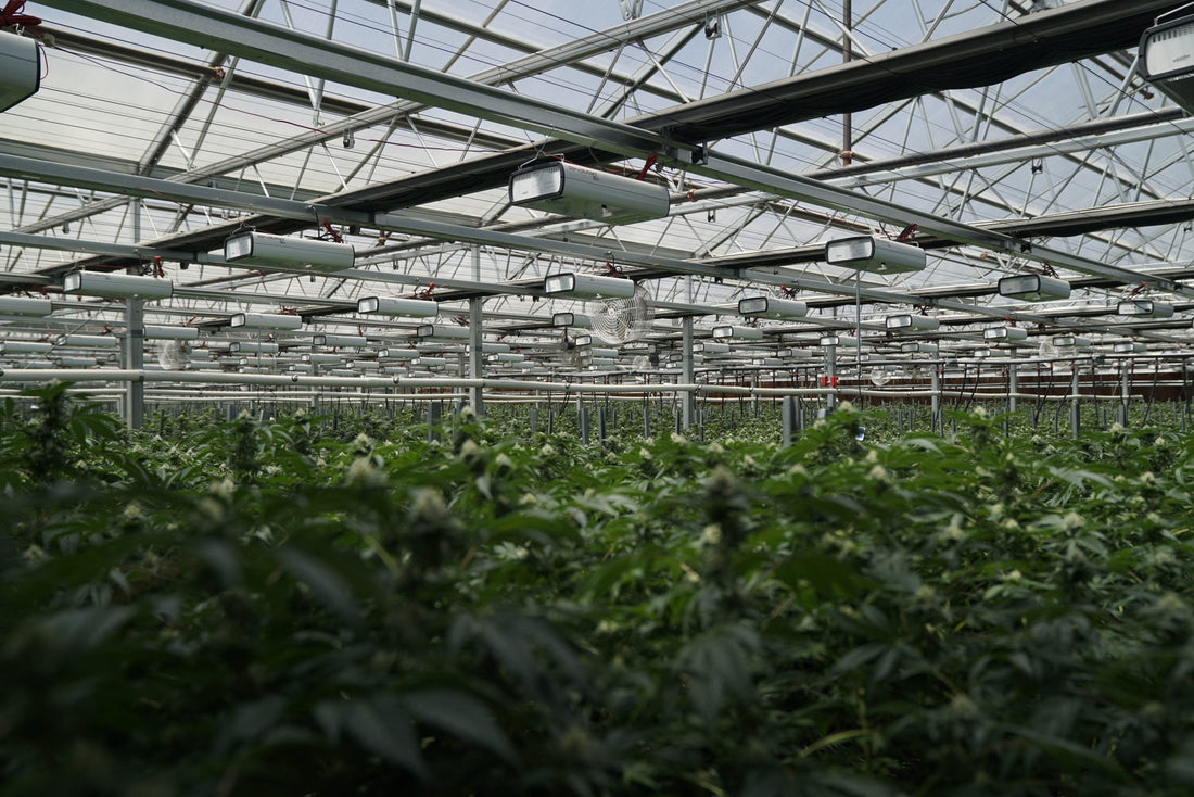 What Is Federally Legal Bud?